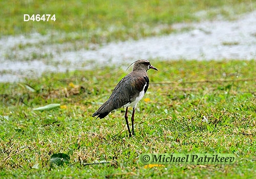 Southern Lapwing (Vanellus chilensis)